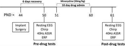 Minocycline Treatment Reverses Sound Evoked EEG Abnormalities in a Mouse Model of Fragile X Syndrome